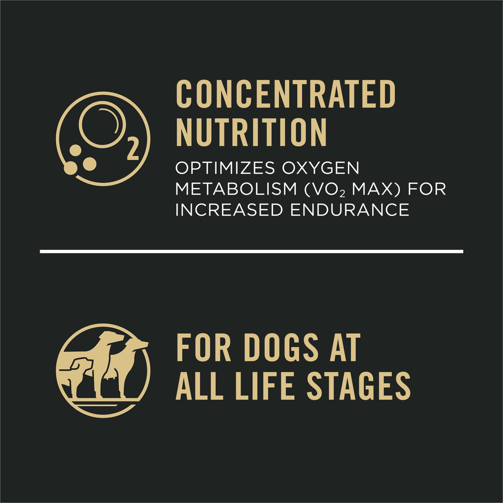 Salmon High Protein Dry Dog Food B740