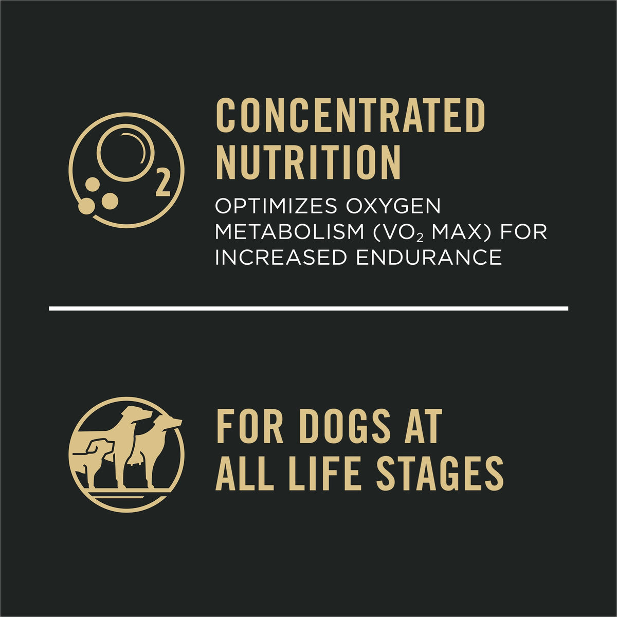 Salmon High Protein Dry Dog Food B740