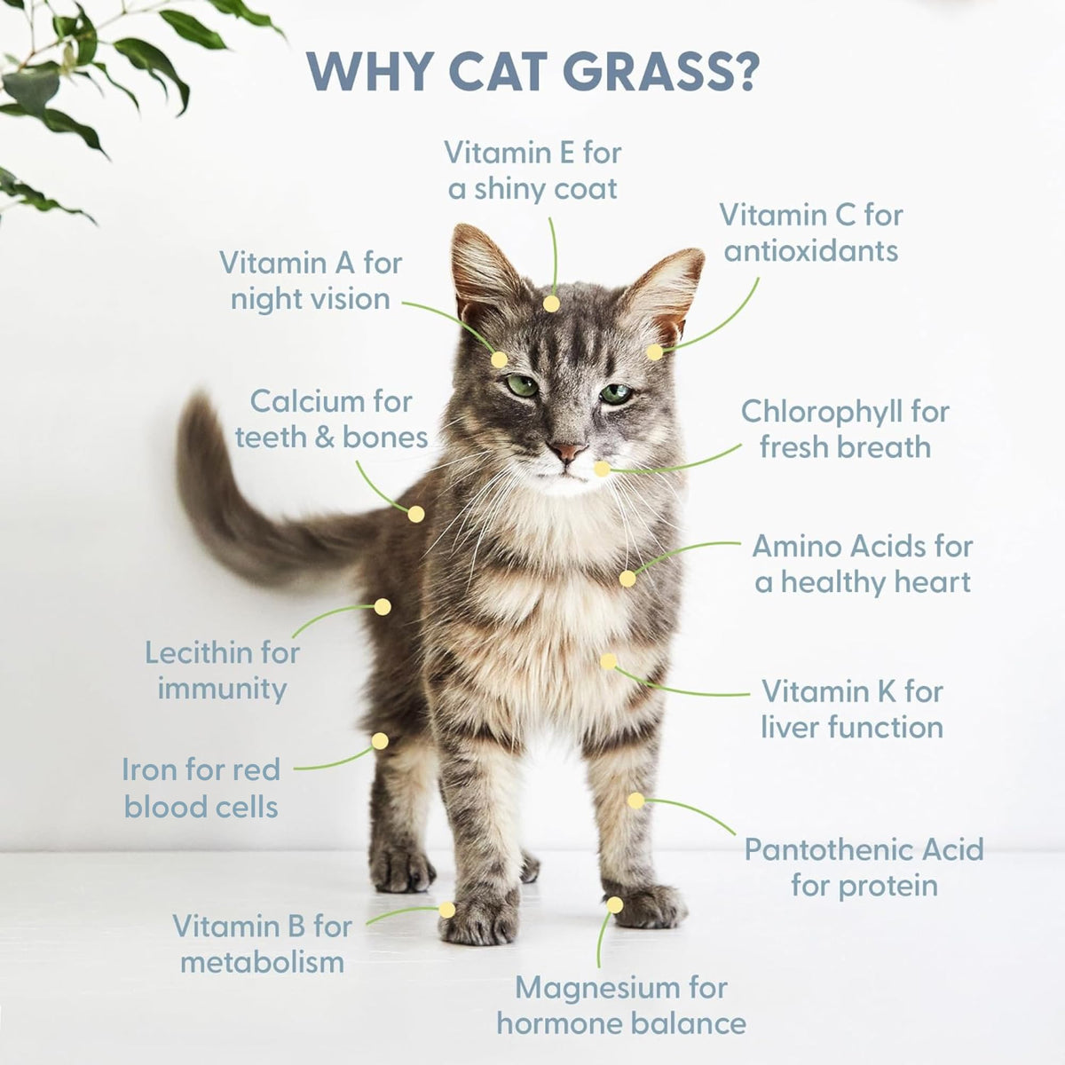 Organic Cat Grass Growing Kit with Seed, Soil and Two Ceramic Planters U28062