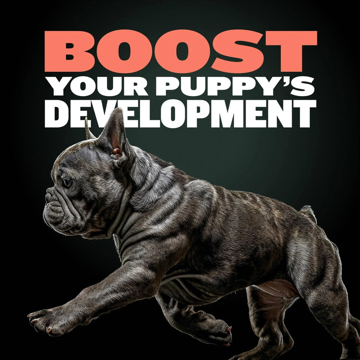 Puppy Training & Muscle Support Duo Power Tabs & Beef Soft Treats U77769
