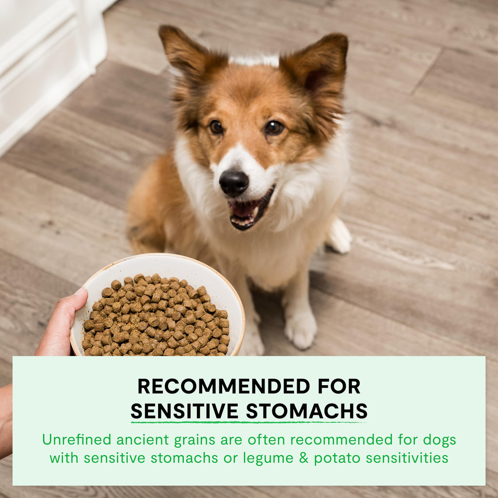 Dry Dog Food 22lb Bag G301182