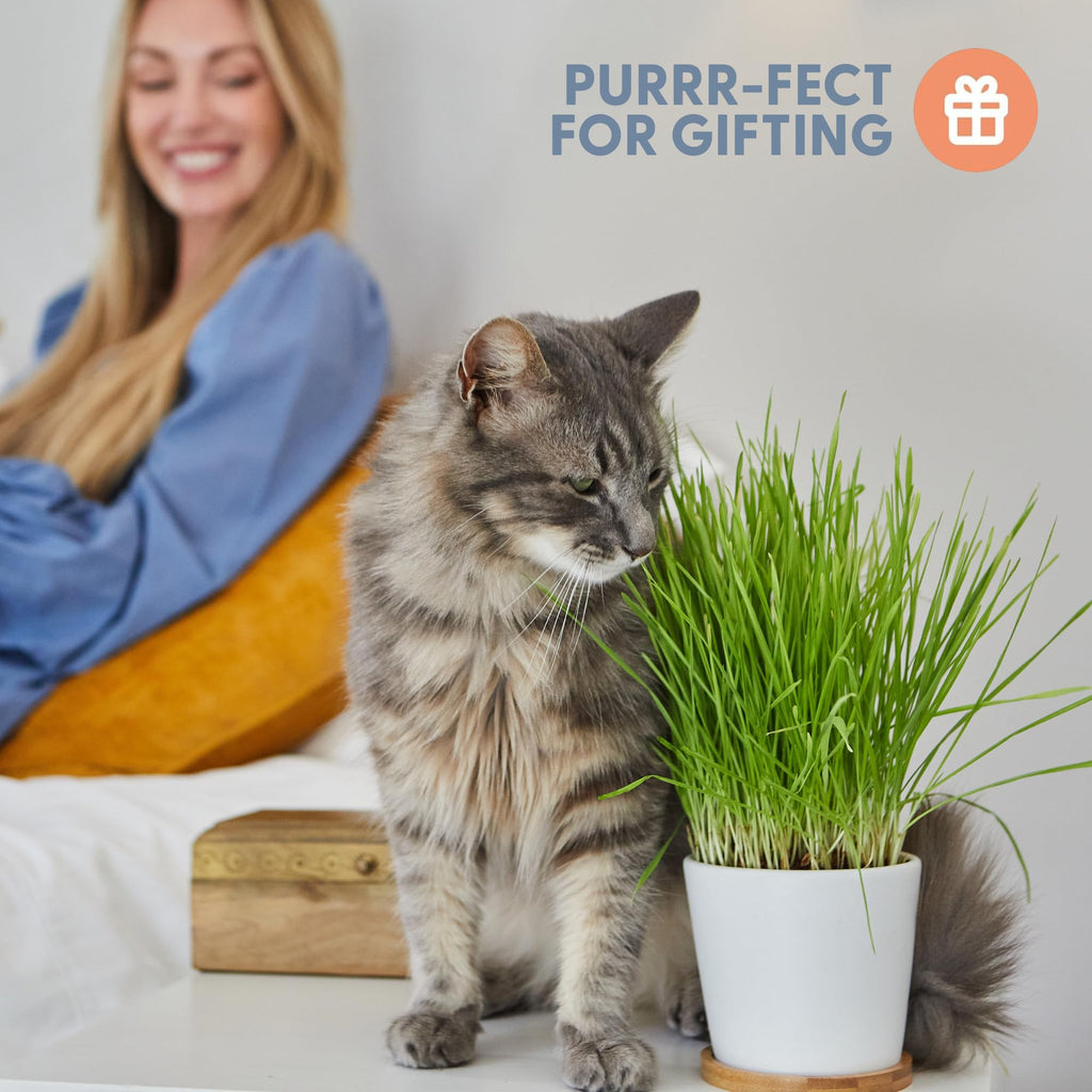Organic Cat Grass Growing Kit with Seed, Soil and Two Ceramic Planters U28062