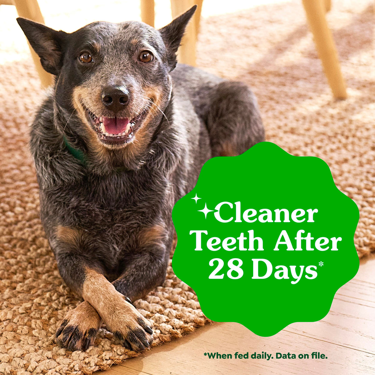 Fresh Mint Dental Dog Treats 43 Count N2269
